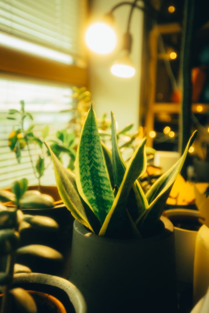 A snake plant taken with a 'vintage' filter on the lens, giving great bloom, bokeh and softening.