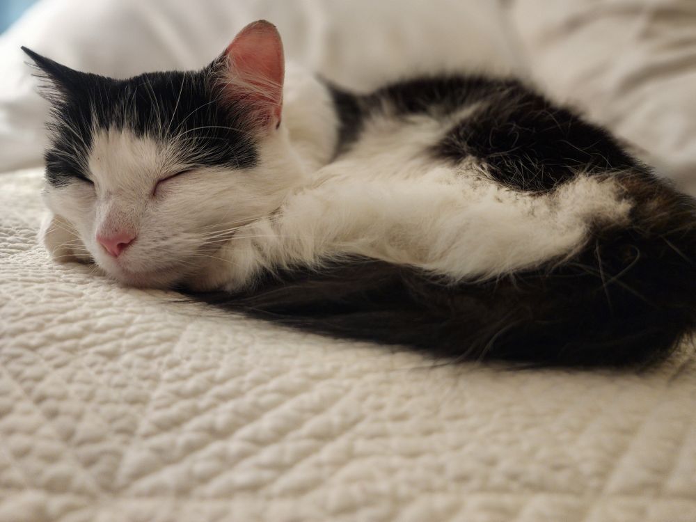 The most beautiful little black and white stray cat all curled up on a white bed 