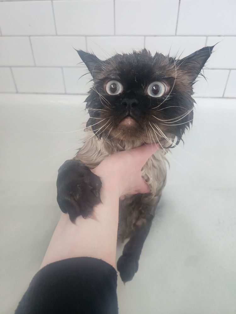 A chocolate point himalayan cat wet and plotting my death in the bathtub 