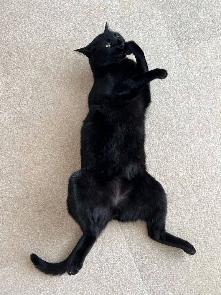 おっ広げて寝転ぶ黒猫シノダ