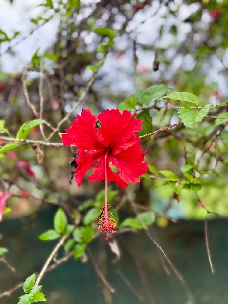 A bright red hibiscus flower, the background is out of focus but you can see the grey blue color of the rain clouds