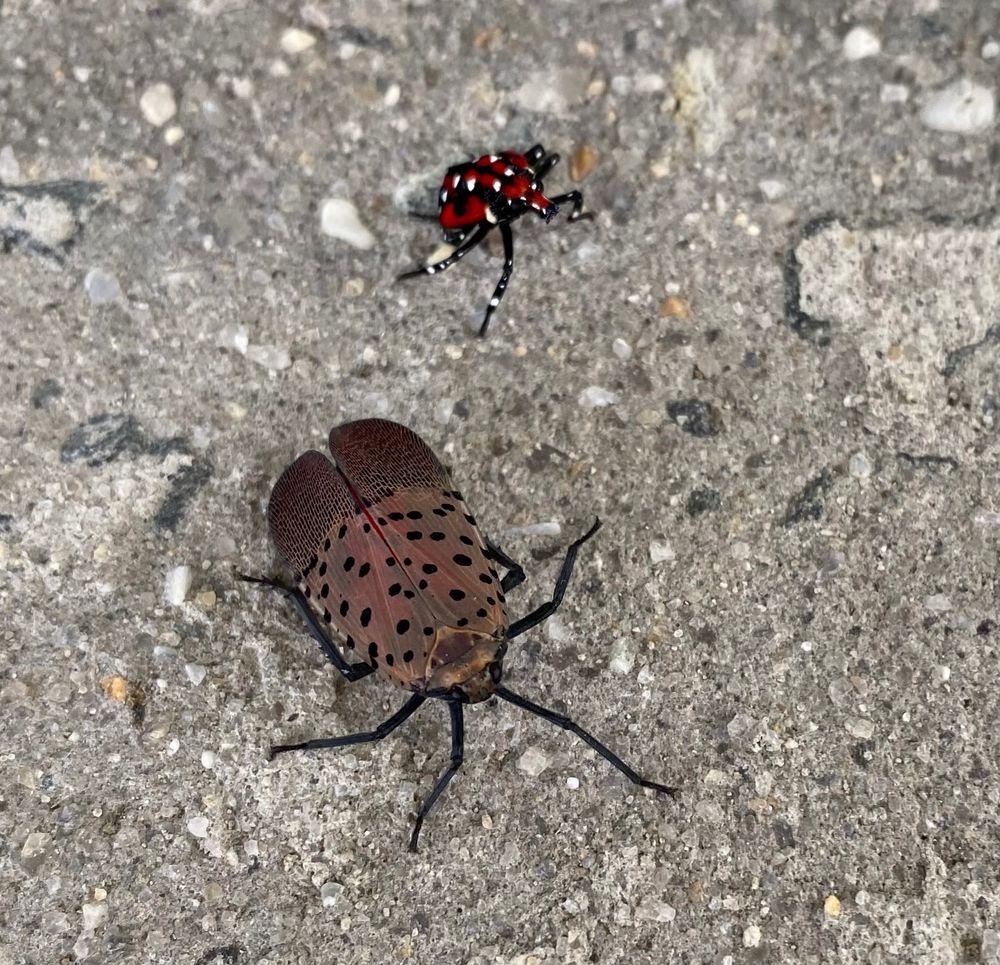 Adult and juvenile spotted lanternfly.