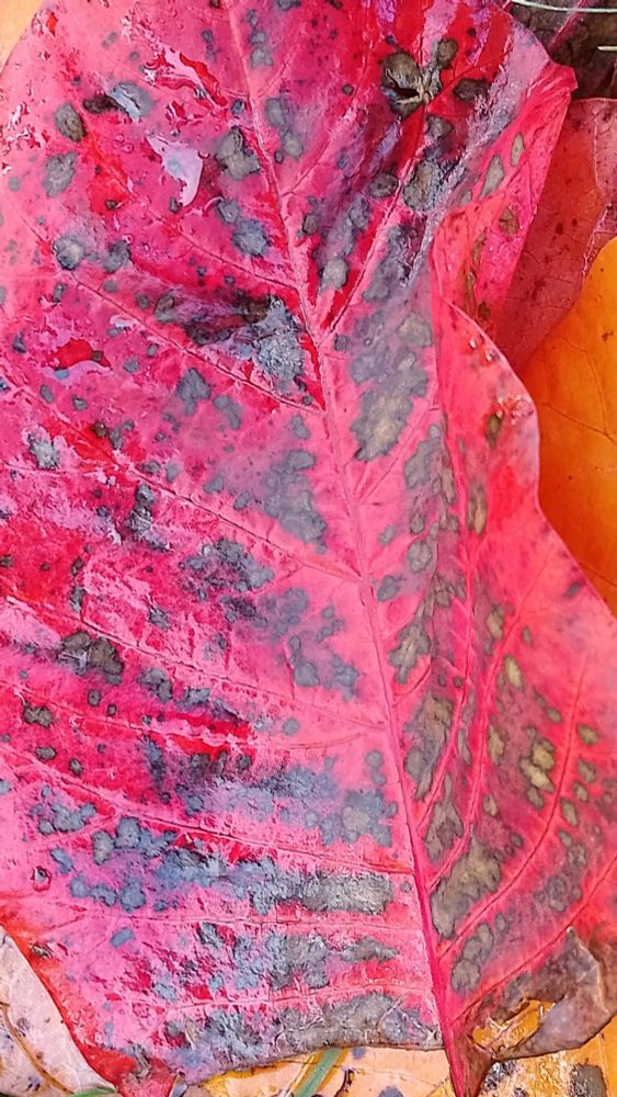 Beautiful colours on this fallen leaf last week, on to its next job of nourishing the soil 