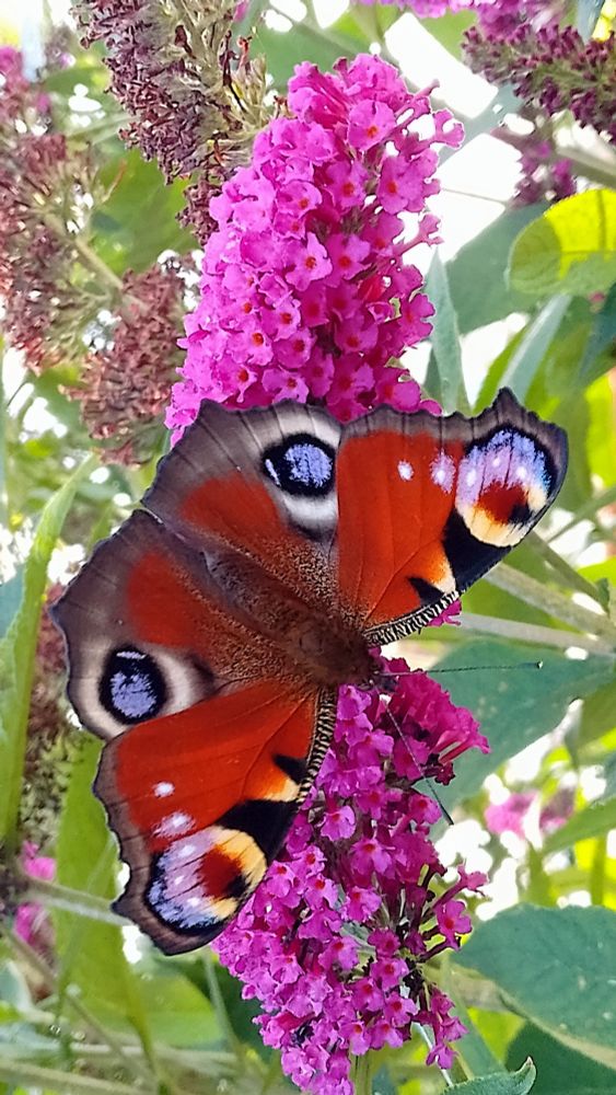 Fabulous peacock, and the most special news is that he's in MY garden. All butterflies are welcome but favourite peacock especially ❤️❤️❤️