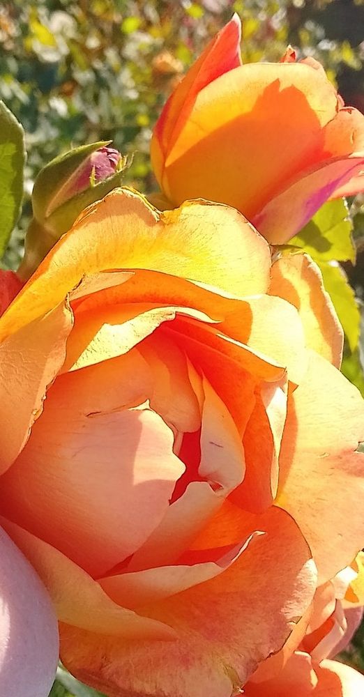 Fabulous roses enjoying the sunshine last Sunday