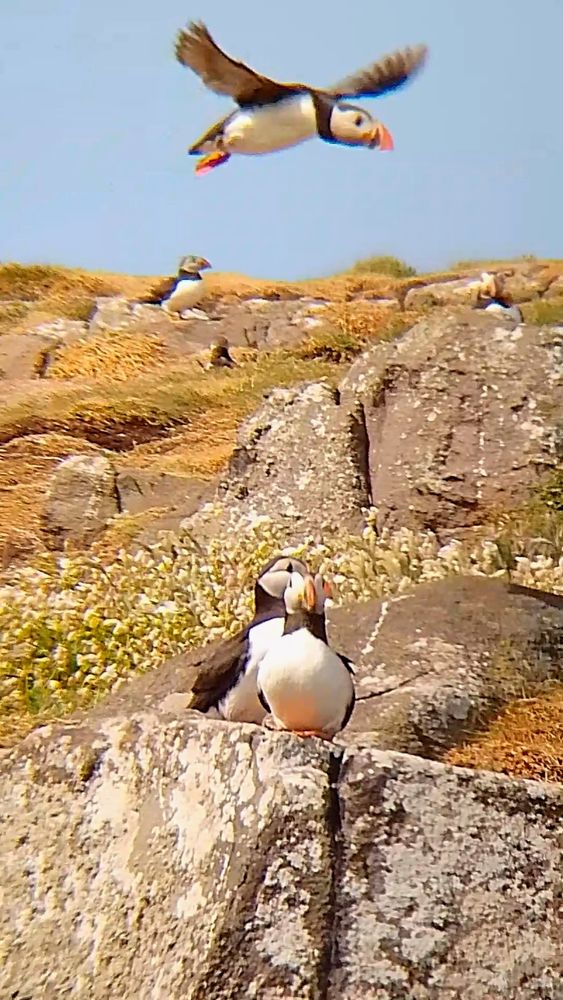 An incoming puffin