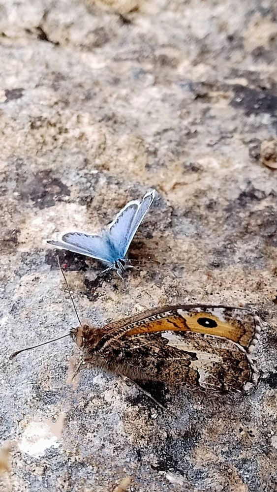 A male silver studded blue caernesis next to a grayling thyone, you can see the graylings upper wing in glorious coppery colour, when this is tucked down they just disappear into the rock 