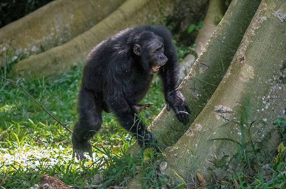 Chimpanzee drumming may give clues to the roots of rhythm