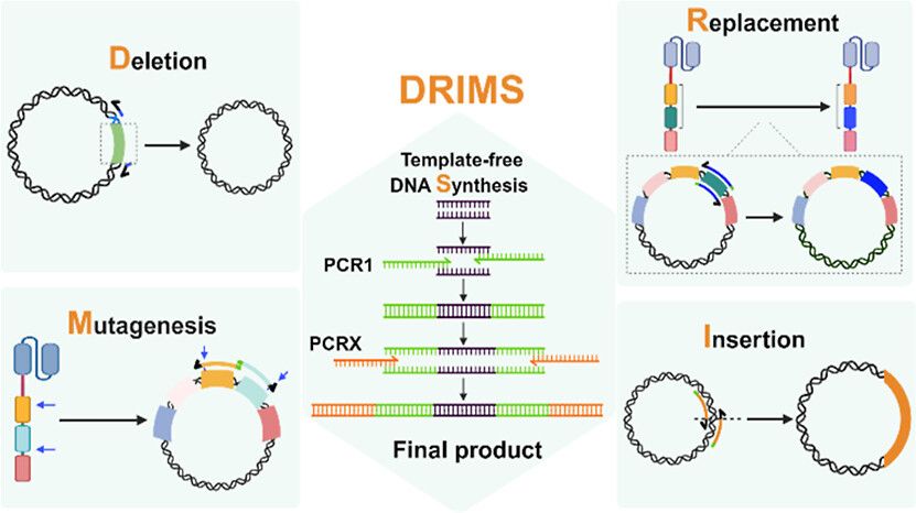 The figure shows an overview of the DRIMS Platform: (a) DRIMS cloning process. (b) Primer design for insertion, replacement and mutagenesis.  (c) Deletion of a region of interest from a plasmid. (d) Stages of template-free DNA synthesis and cloning of the synthesized fragment. Source: https://pubs.acs.org/doi/10.1021/acssynbio.4c00649