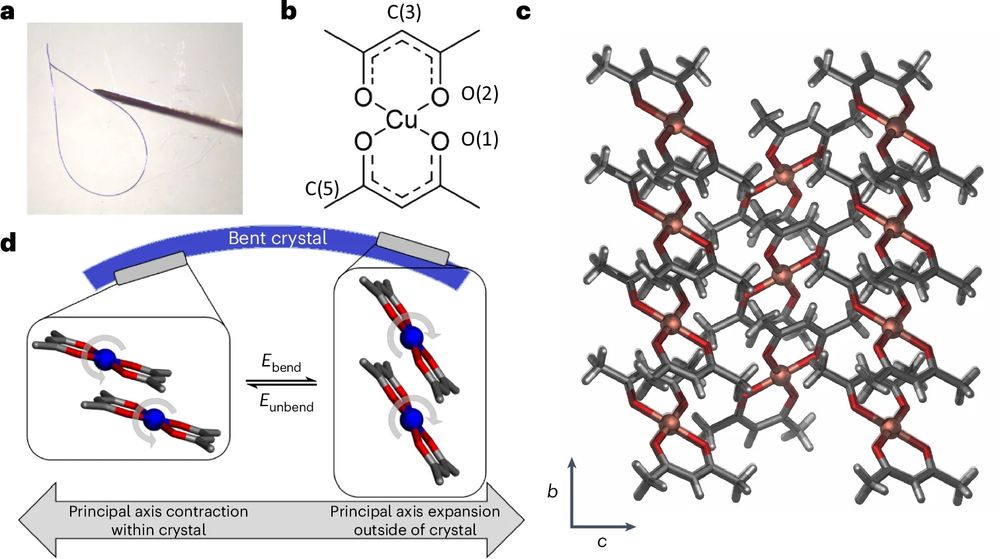 The figure shows Crystal structure and elastic bending properties of bis(acetylacetonato)copper(II) ([Cu(acac)2]. Source: https://www.nature.com/articles/s41563-025-02133-w
