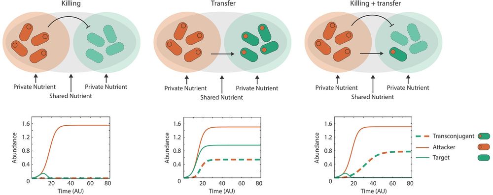 An illustration showing modeling prediction that metabolic diversity increases the ecological impacts of weapon gene transfer. Modeling scenarios for each column are shown across the top row. Bottom row: Example dynamics of the strains (attacker, target, transconjugant) during a contest using parameters that correspond to the cross (X) shown in the parameter sweeps directly below. Source: https://doi.org/10.1371/journal.pbio.3003095