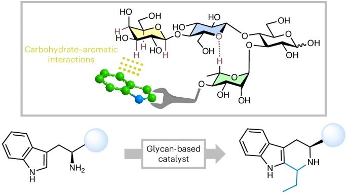 An illustration showing a glycan foldamer that uses carbohydrate–aromatic interactions to perform catalysis. Source: https://www.nature.com/articles/s41557-025-01763-6