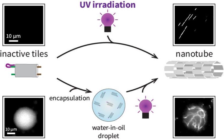 The illustration is a graphical abstract and shows Light-Modulated Self-Assembly of Synthetic Nanotubes. Source: https://pubs.acs.org/doi/10.1021/acs.nanolett.4c05452