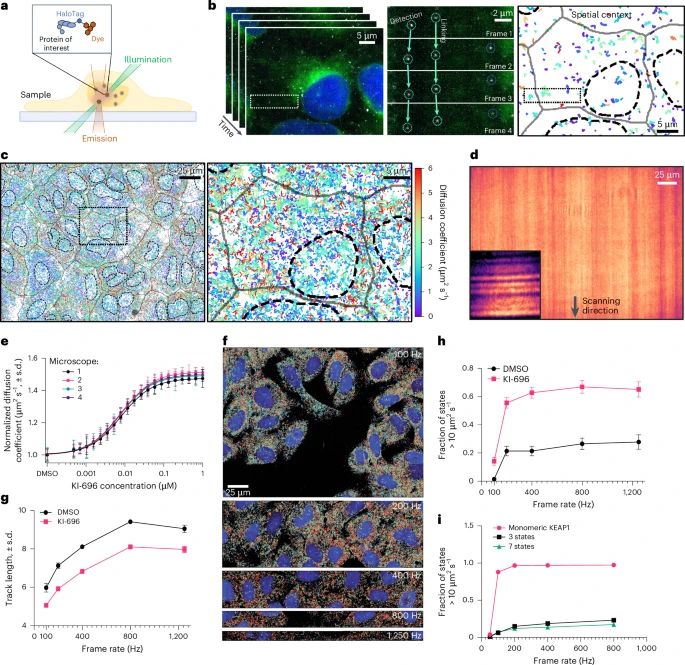 The figure shows schematic outline of the OLS which is a single-objective, light-sheet imaging modality that provides illumination homogeneity, a large achievable FOV and superior background fluorescence rejection. OLS is suitable for SMLM and SMT measurements. Source: https://www.nature.com/articles/s41592-025-02594-6