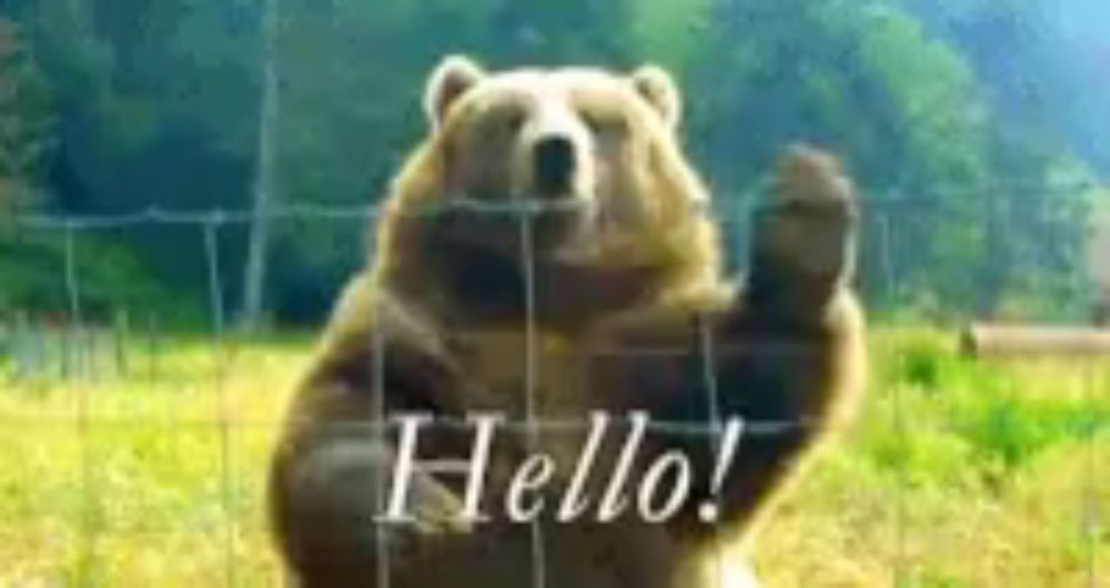 Hi Bear Hello Bear GIF