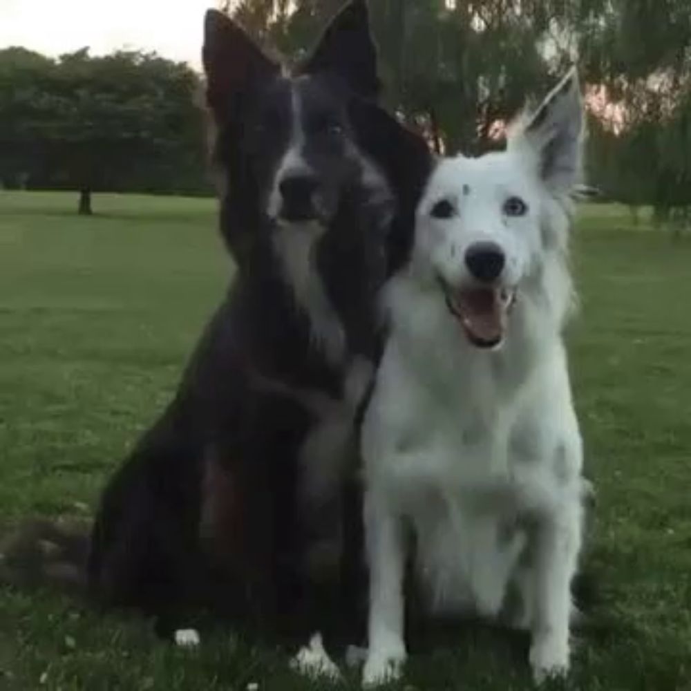 Dog Hug GIF