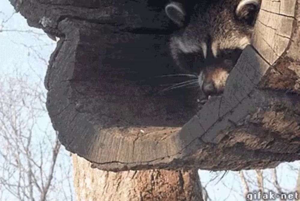 Raccoon Food GIF