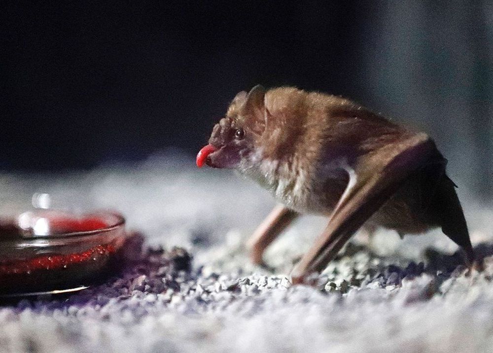 Common Vampire Bat (Desmodus Rotundus)