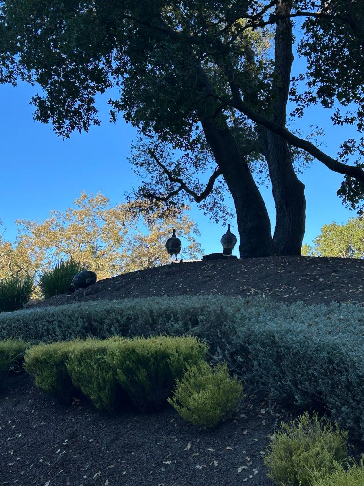 Two turkeys silhouetted against the sky at the top of the same hill moments later.