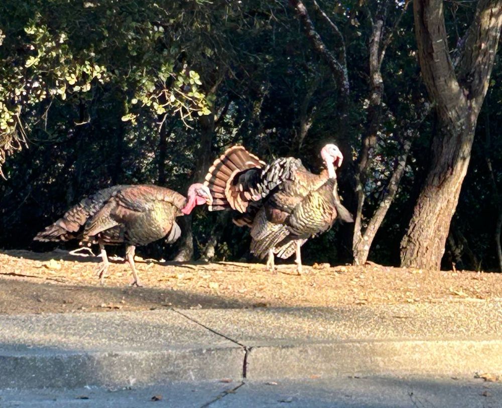Two turkeys