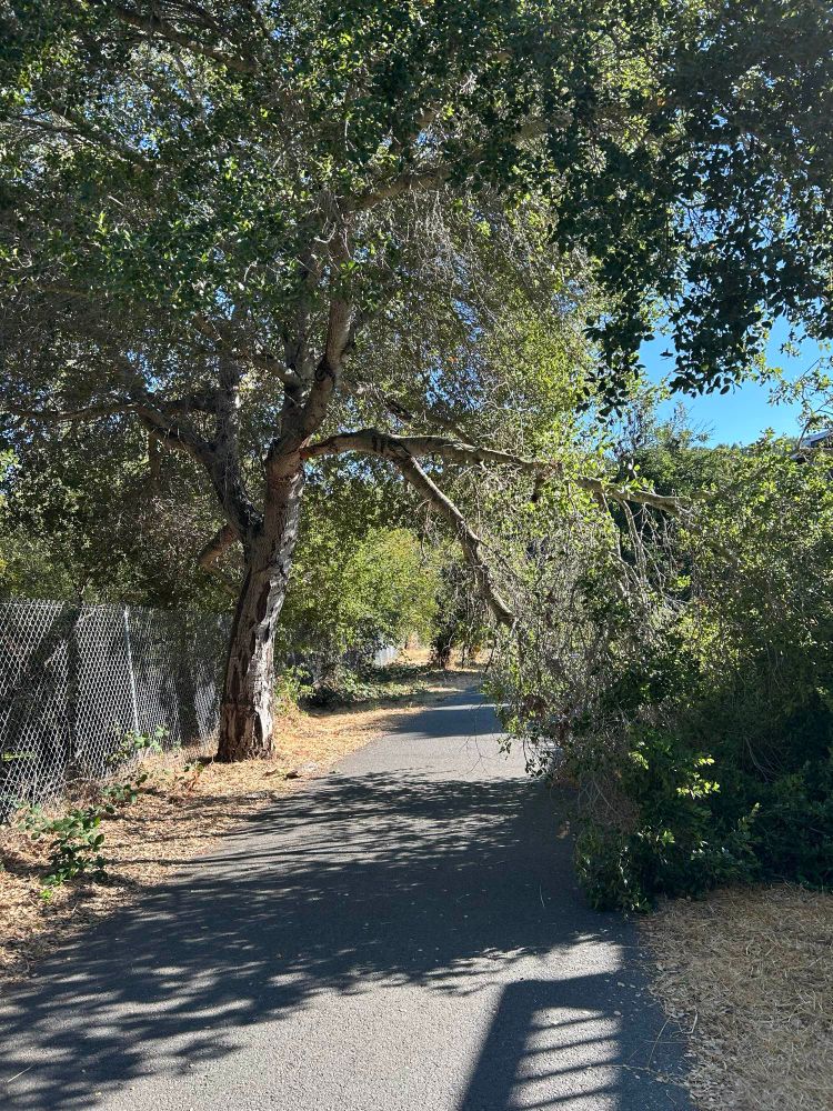 Large cracked tree branch hanging low across the walking trail 
