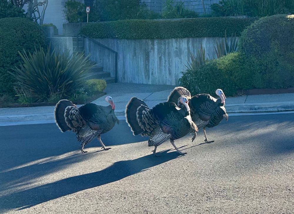 Three Tom Turkeys acting tough as they strut down the middle of the street 