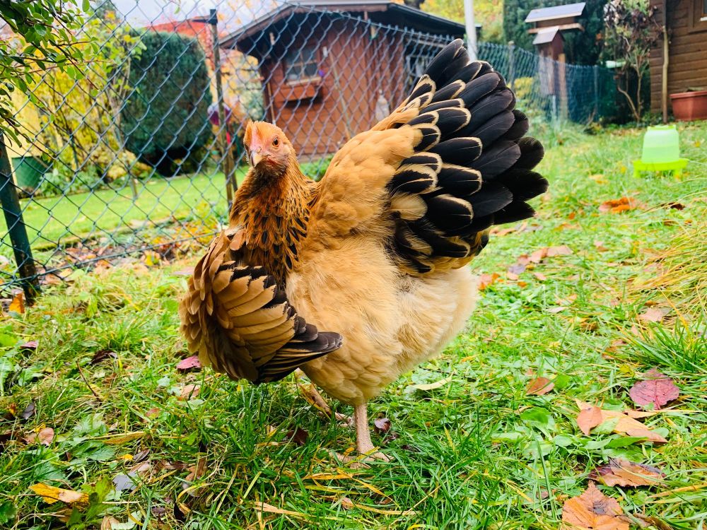 Ein karamellfarbenes Huhn mit schwarzen Schwanzfedern, den linken Flügel abgespreizt, weil sie sich gerade ausgiebig putzt.