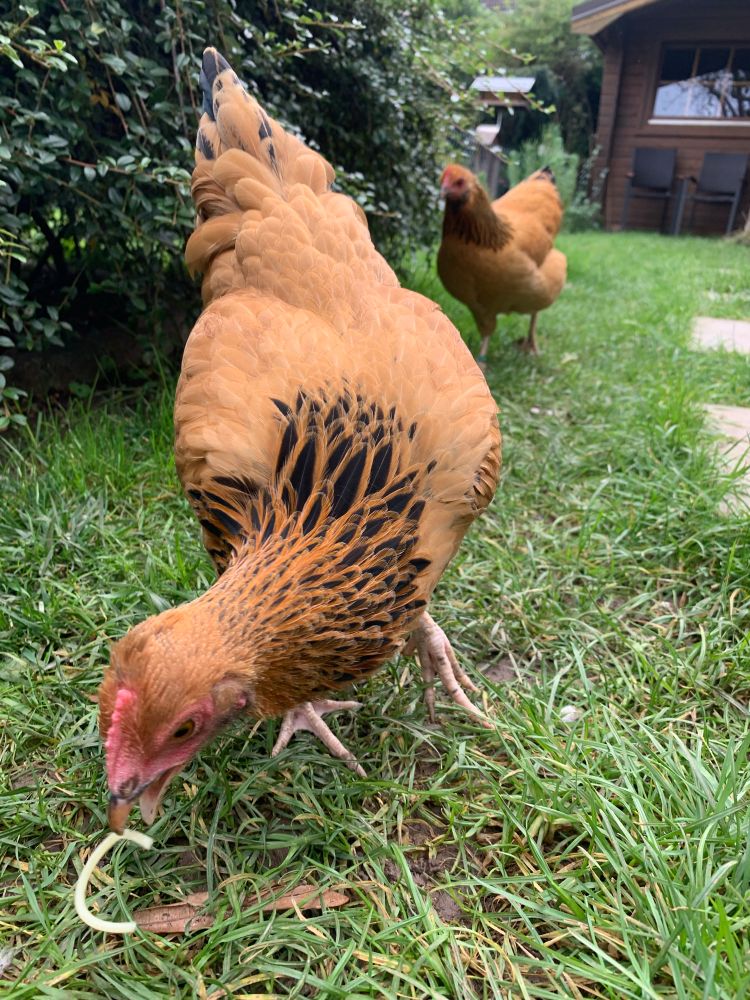 Henne Heidi auf der Wiese. Sie hat gerade den Schnabel geöffnet, um eine Spaghetti aufzupicken, die im Gras liegt.