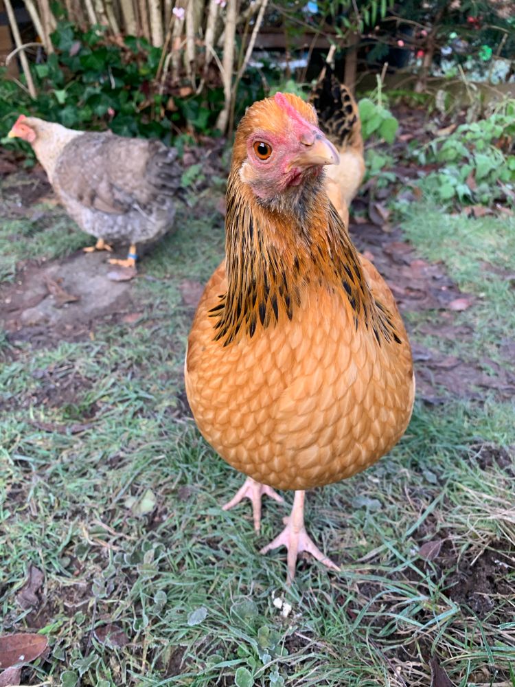 Ein karamellbraunes Huhn mit schwarzen Halsfedern von vorne, den Kopf leicht schief gelegt. Es schaut erwartungsvoll zum Betrachter (Das ist Rosie).