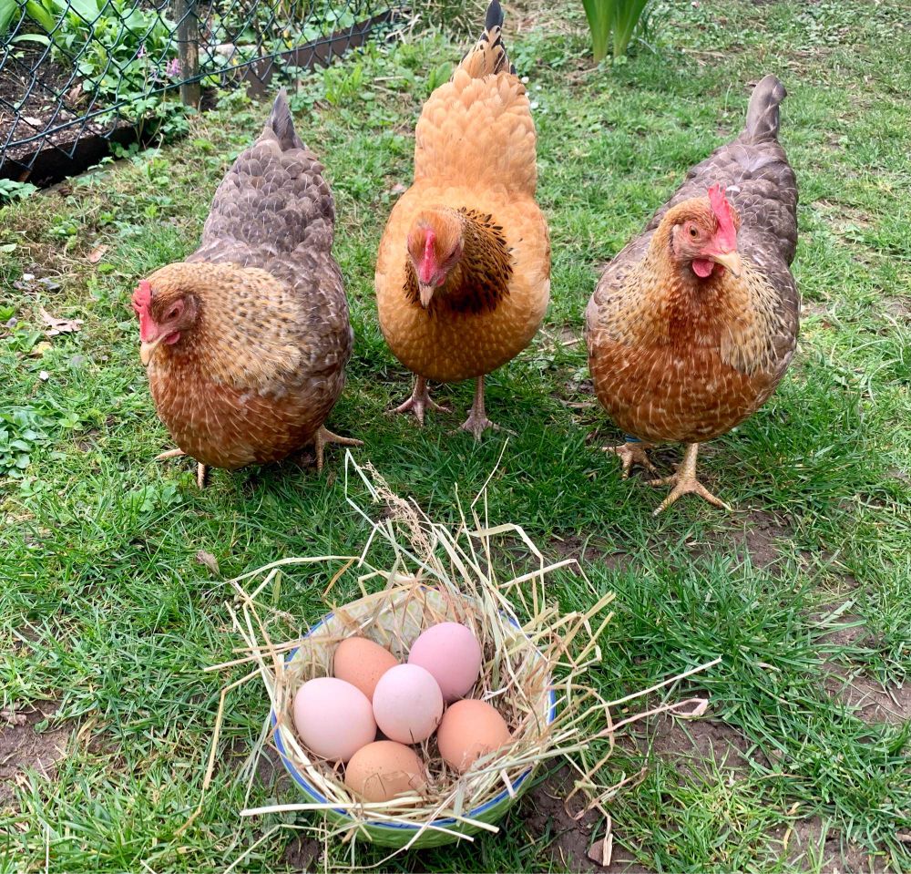 Eine kleine Schale mit Heu und sechs verschiedenfarbigen (ungefärbten) Eiern darin. Dahinter Betty, Heidi und Frieda.