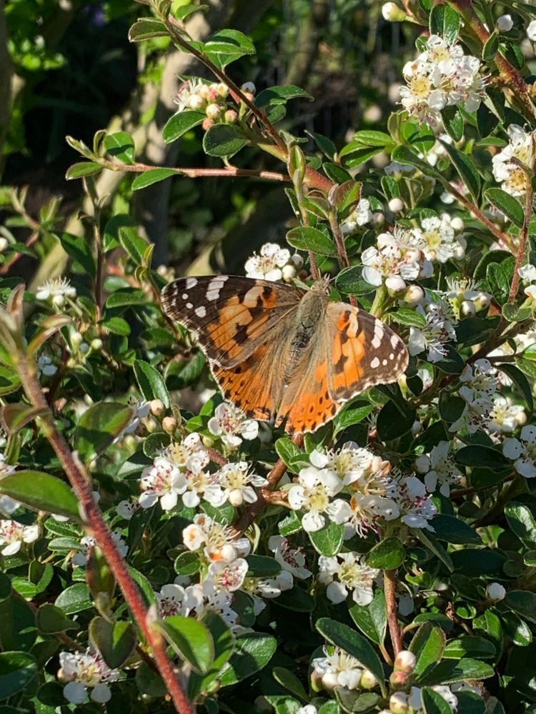 Ein orangefarbener Schmetterling mit braunem Muster und weißen und braunen Tupfen.