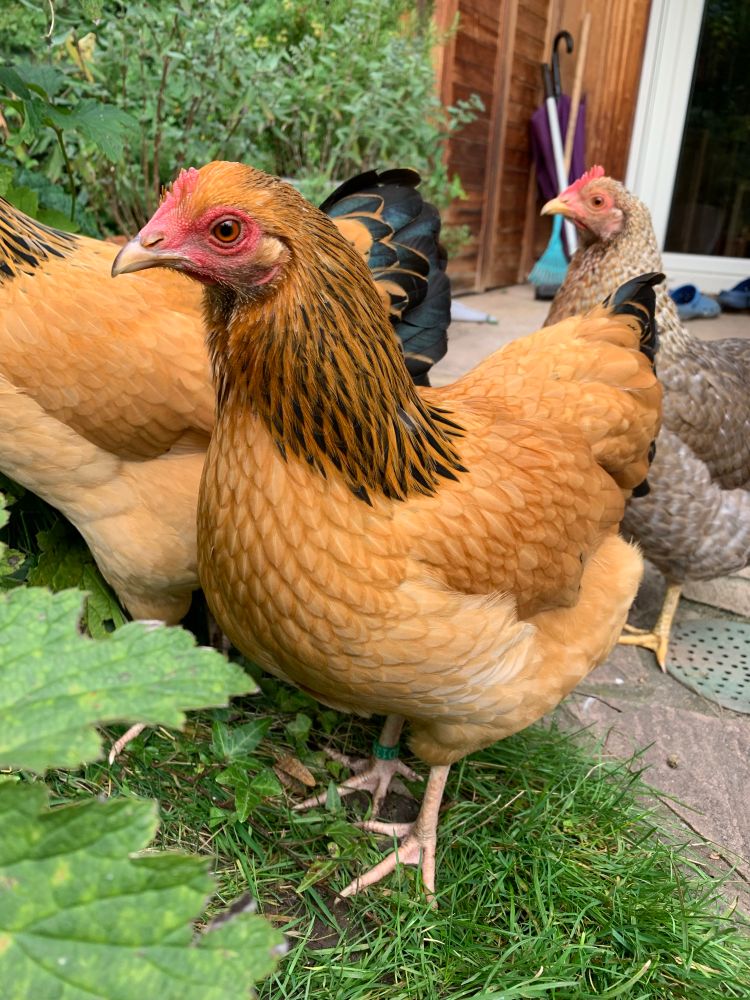 Eine zimtfarbene Henne mit schwarzen Halsfedern auf der Wiese vor der Terrasse. 