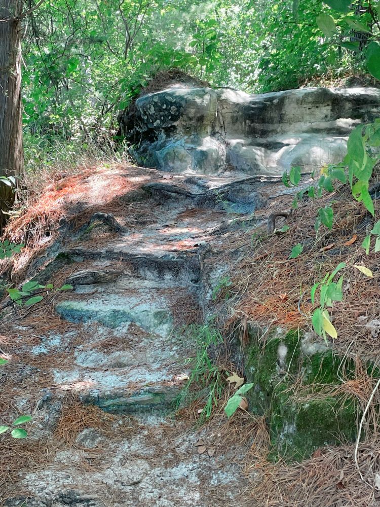 Natural rock stairs leading up to a rock platform. Brown grass runs along both sides of the rocks although in some spots, the grass is more of a copper color. The rocks at the top of the stairs have a blue gray hue.  Bushes and trees full of green leaves are beyond the rock platform and a partial tree trunk is on the left. The bright sun lights up the top of the stairs and grasses. 