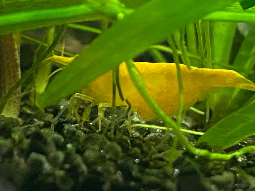 Another picture of the berried shrimp. This time, you can make out small spots on the eggs that show the eggs have developed enough for the babies‘ eyes to be visible.