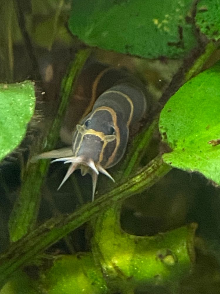This and the other two pictures show a kuhli loach head leaking through some plants.