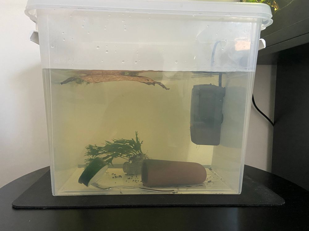 The new temporary holding tank in a plastic container with a cave and a rock with Java fern as hiding spaces for the pleco, while she recovers.
