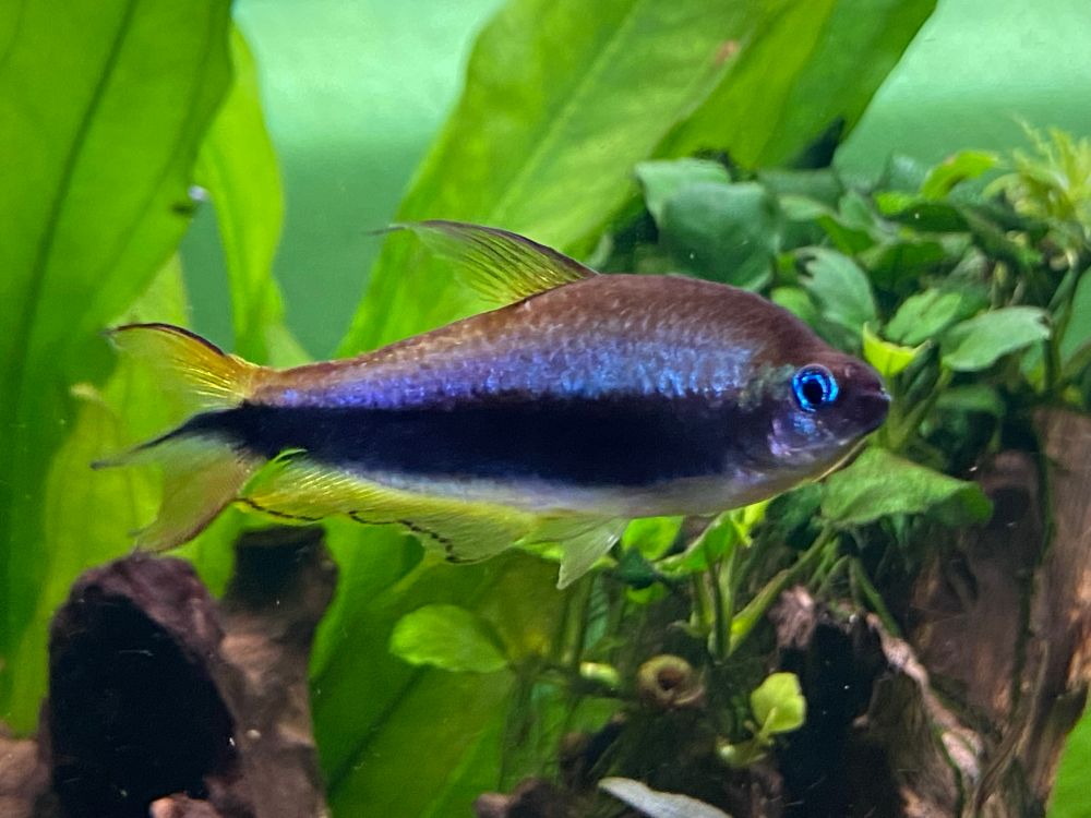 A picture of a male emperor tetra.