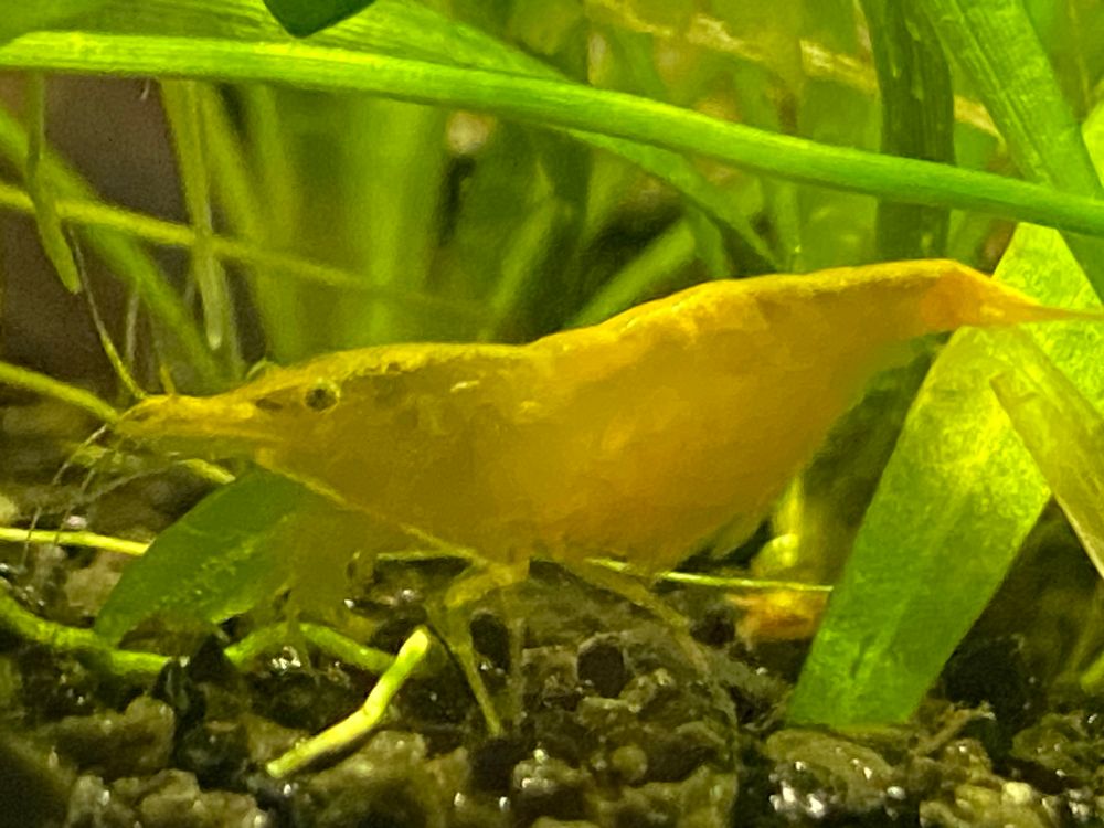 Another picture of a female neocaridina shrimp carrying eggs. This is also called a „berried“ shrimp.