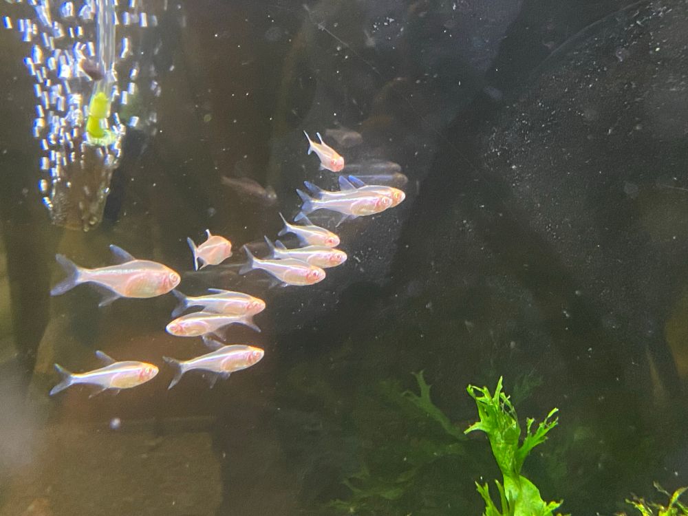 A different picture of this school of white black neon tetras.
