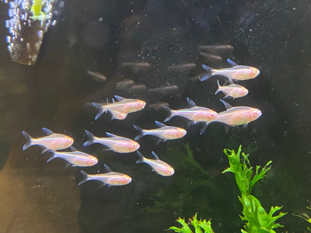 In this picture, the group of these fish is a bit more spread out