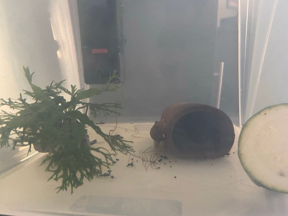 Side-view of the temporary holding tank with the pleco on the outside of the ceramic cave.
