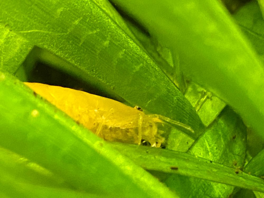 The underside of a yellow neocaridina shrimp female carrying eggs.