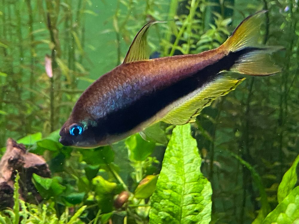 Another picture of a male emperor tetra in slightly less optimal lighting.
