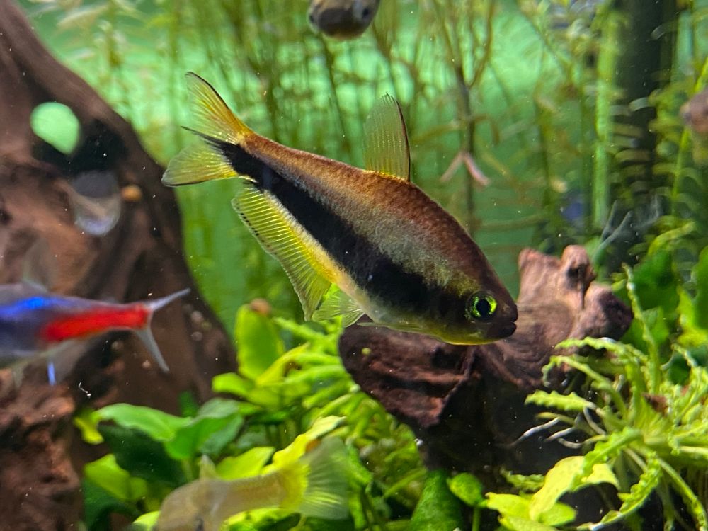 A female emperor tetra.