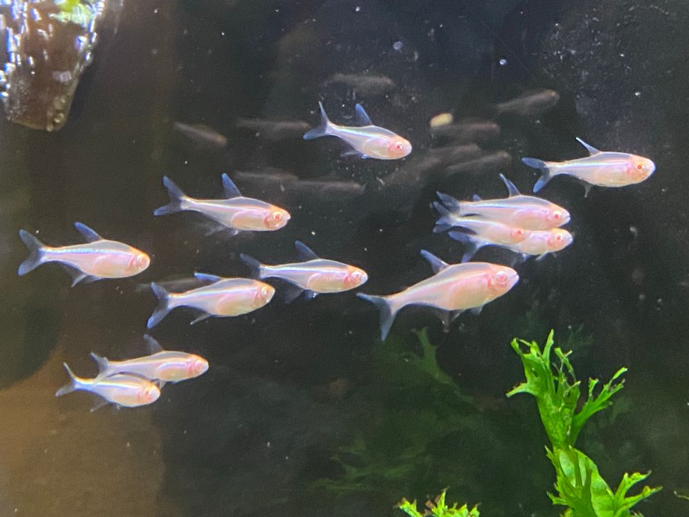 A school of Albino/white black neon tetras in the pet store. Quite ironic if you ask me.