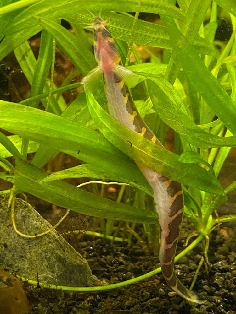 This picture shows the underside of a kuhli loach against the aquarium glass.