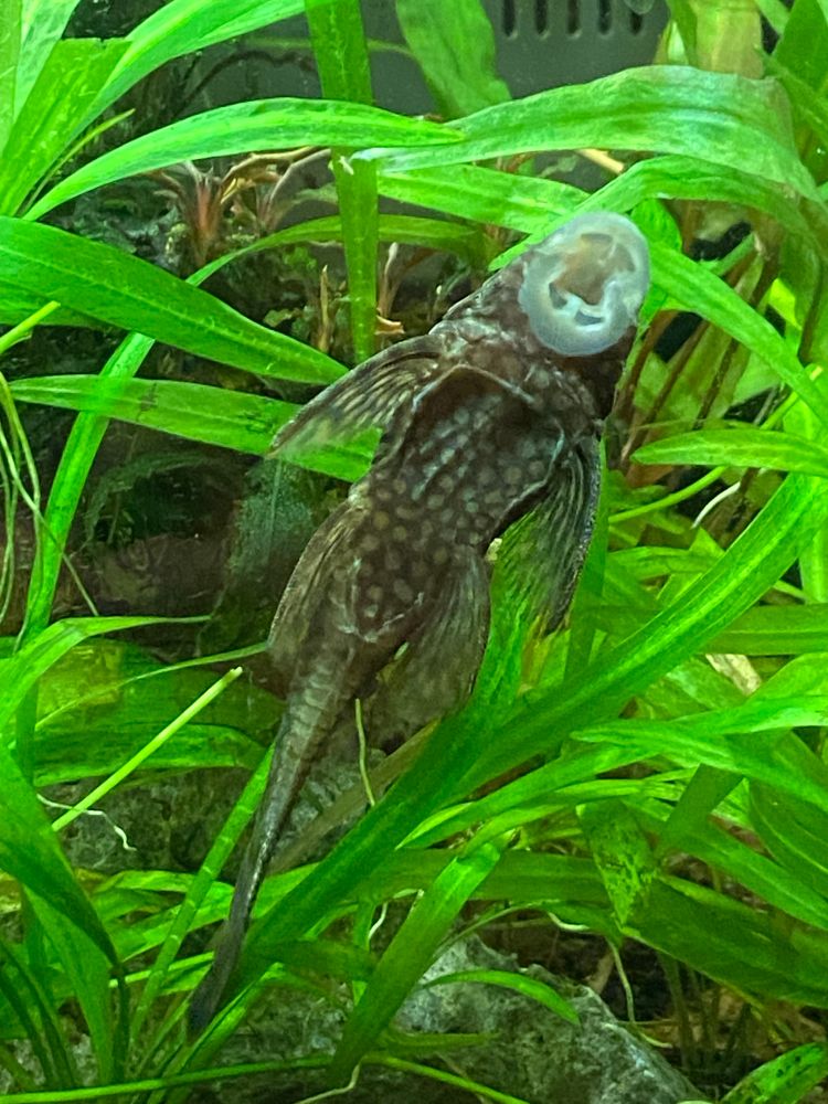 A picture of my female wabenmuster pleco against the aquarium glass. You can see her appearing very thin.