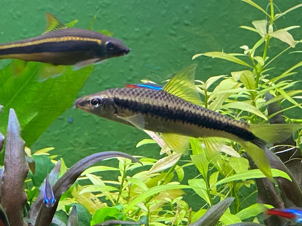 An adult Siamese algae eater.