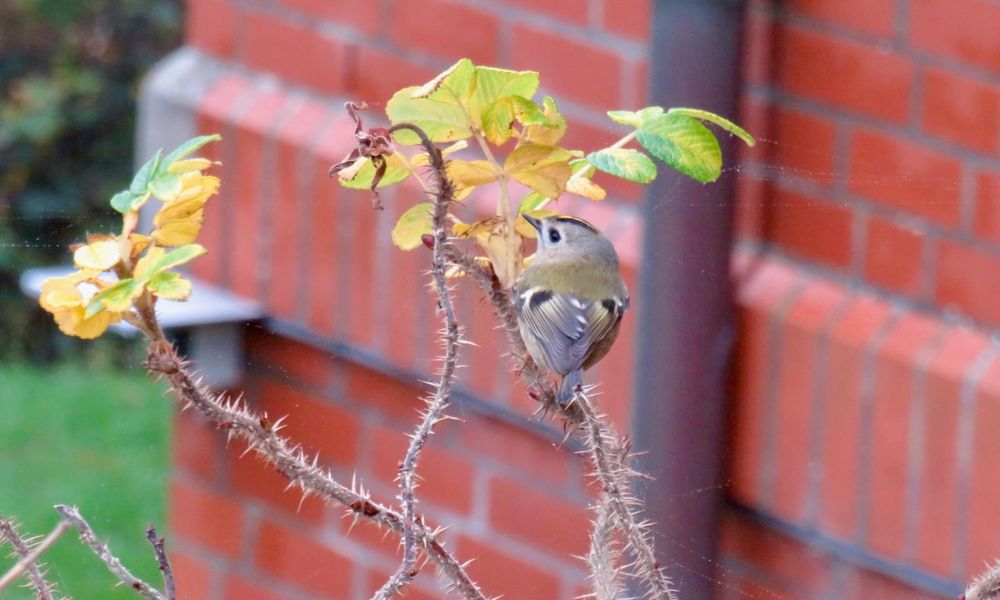 Wintergoldhähnchen auf einem fast kahlen Kartoffelrosenzweig