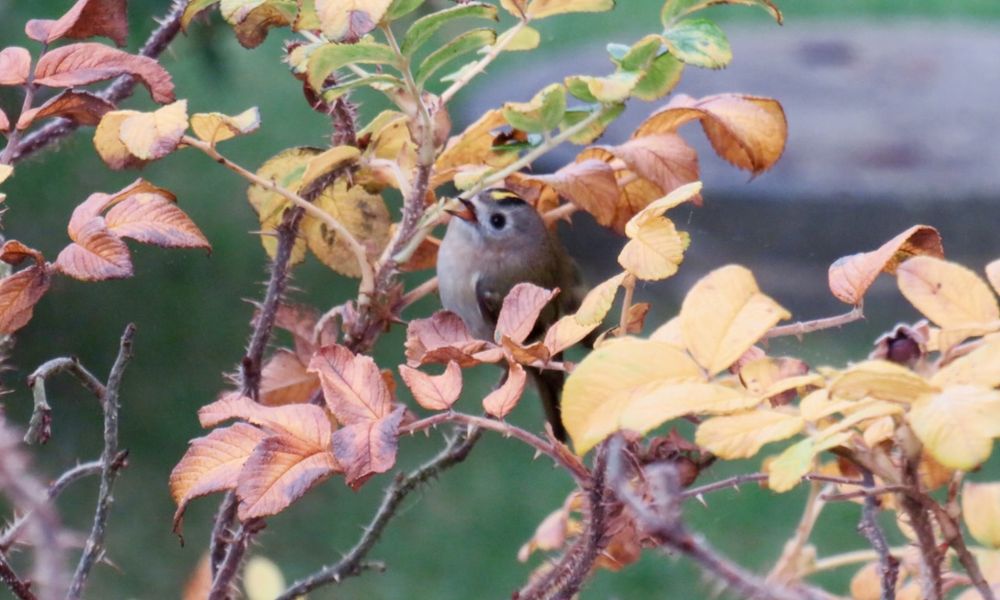 Wintergoldhähnchen in herbstlichem Kartoffelrosenlaub.